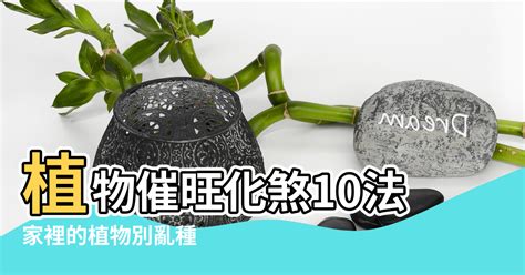 家中不宜種的植物|家裡的植物別亂種！命理師湯鎮瑋曝5大植栽風水禁忌，盆栽放「。